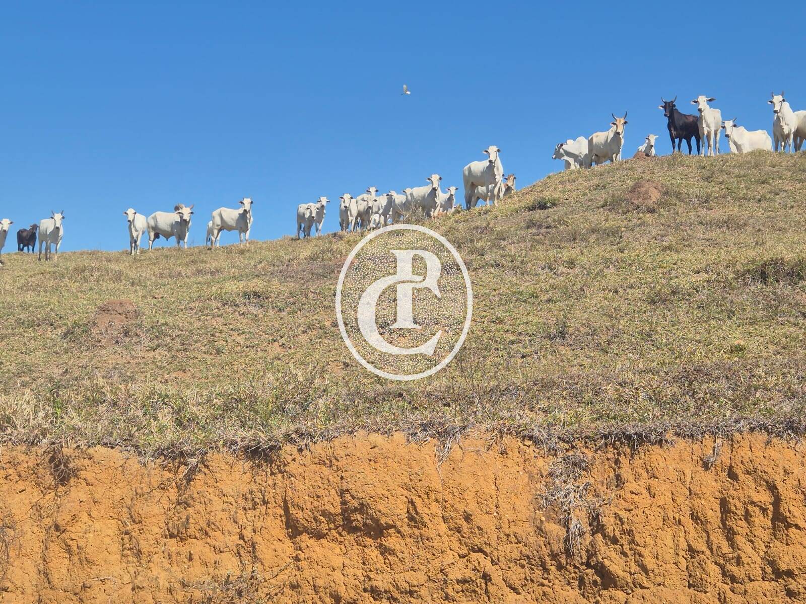 Sítio, 4 quartos, 36 m² - Foto 43