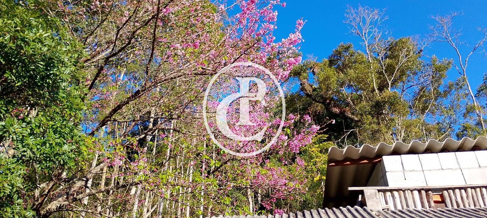 Sítio, 3 quartos, 7 hectares - Foto 17