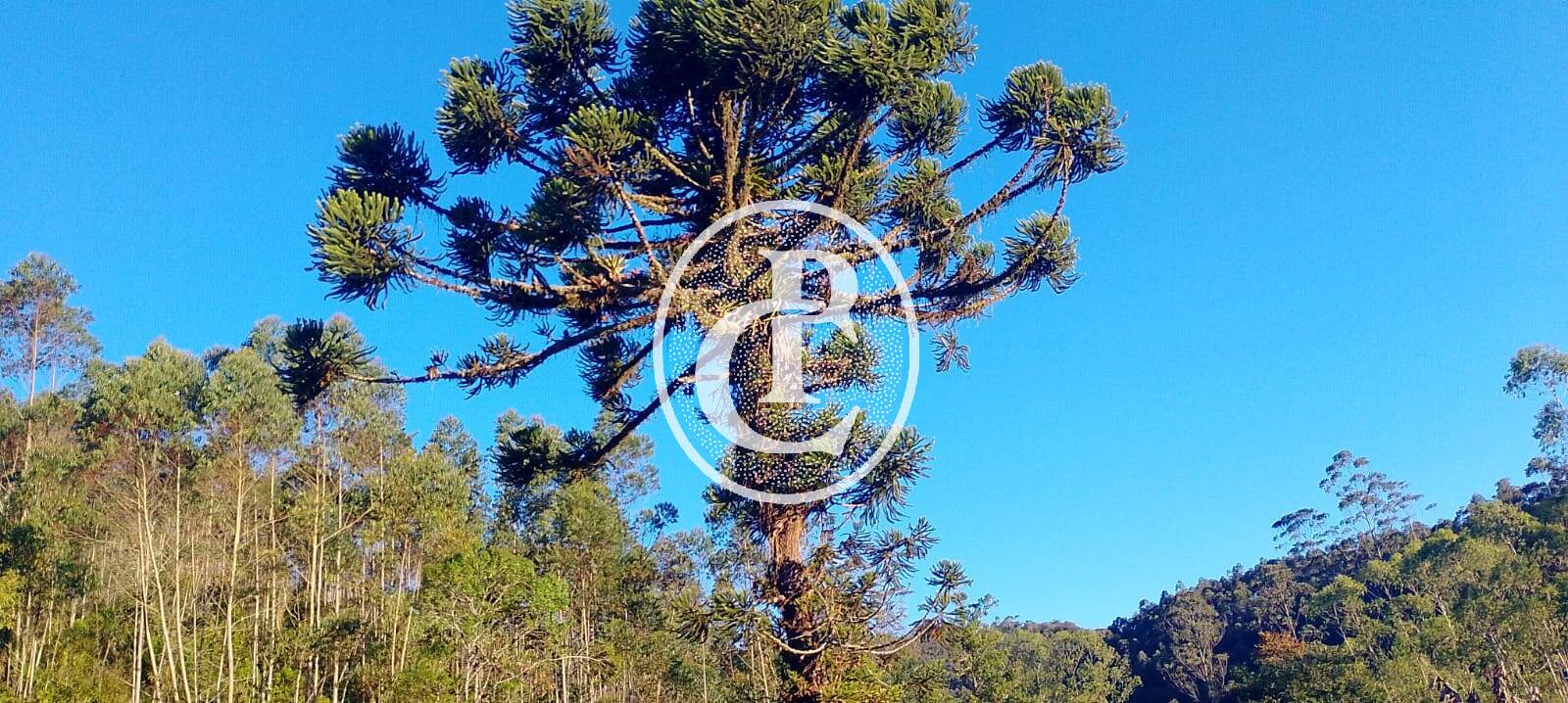 Sítio, 3 quartos, 7 hectares - Foto 16