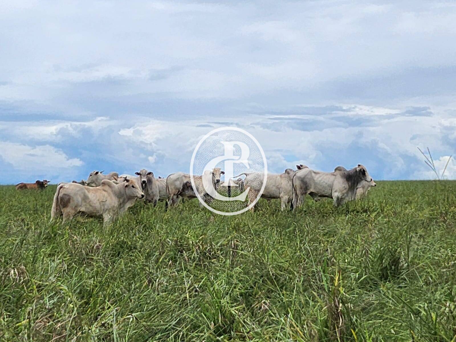 Fazenda, 643 hectares - Foto 1