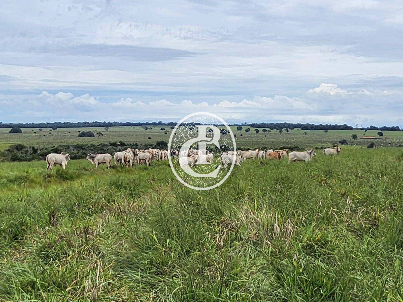 Fazenda, 643 hectares - Foto 7