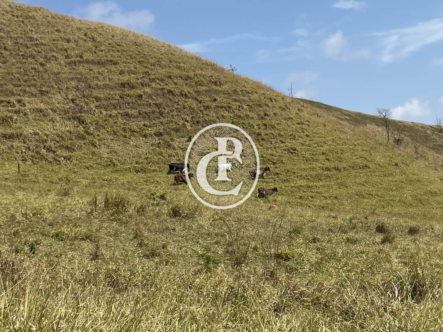 Fazenda-Sítio-Chácara, 63 hectares - Foto 42