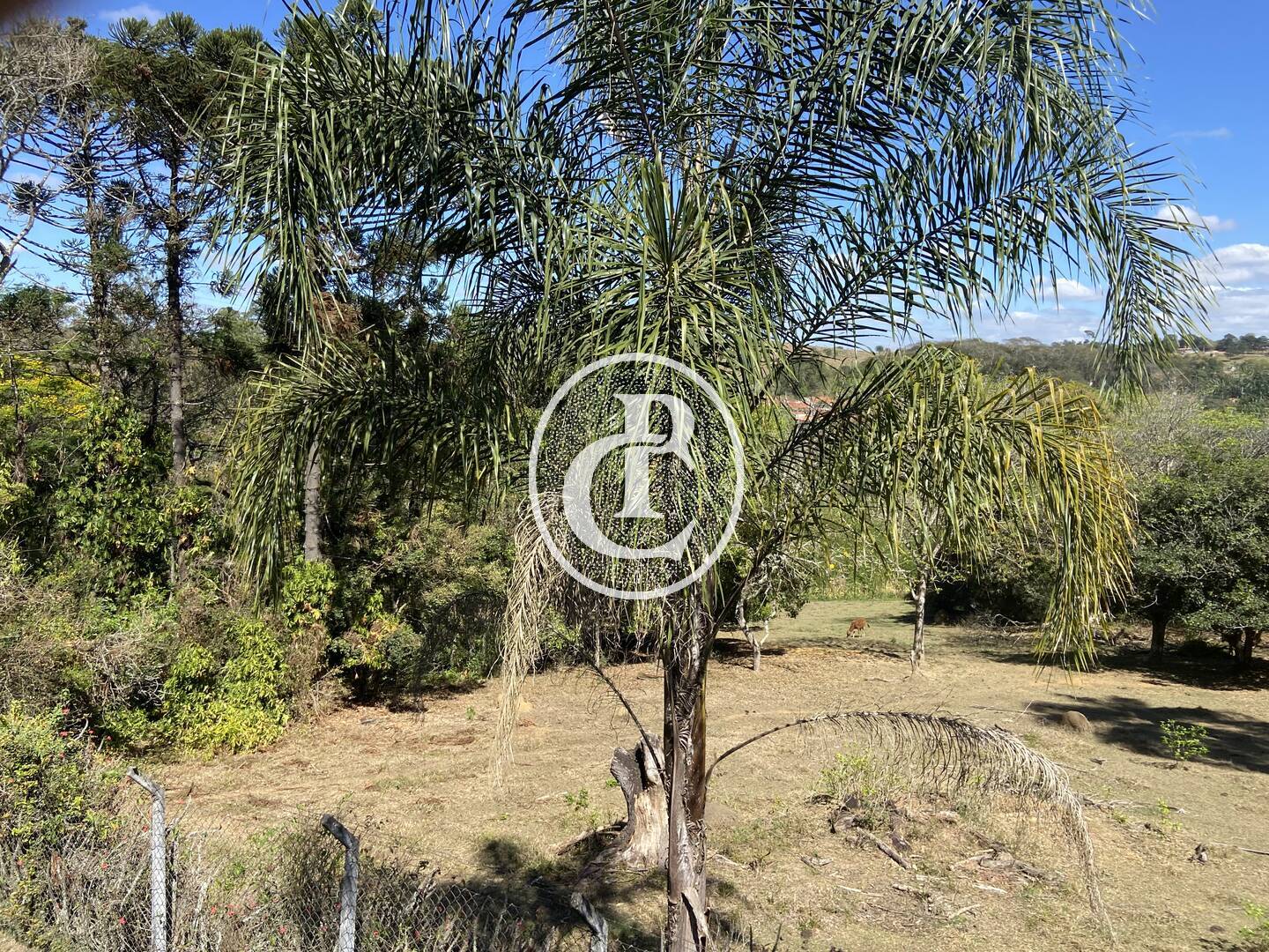 Chácara, 10 quartos, 4 hectares - Foto 17