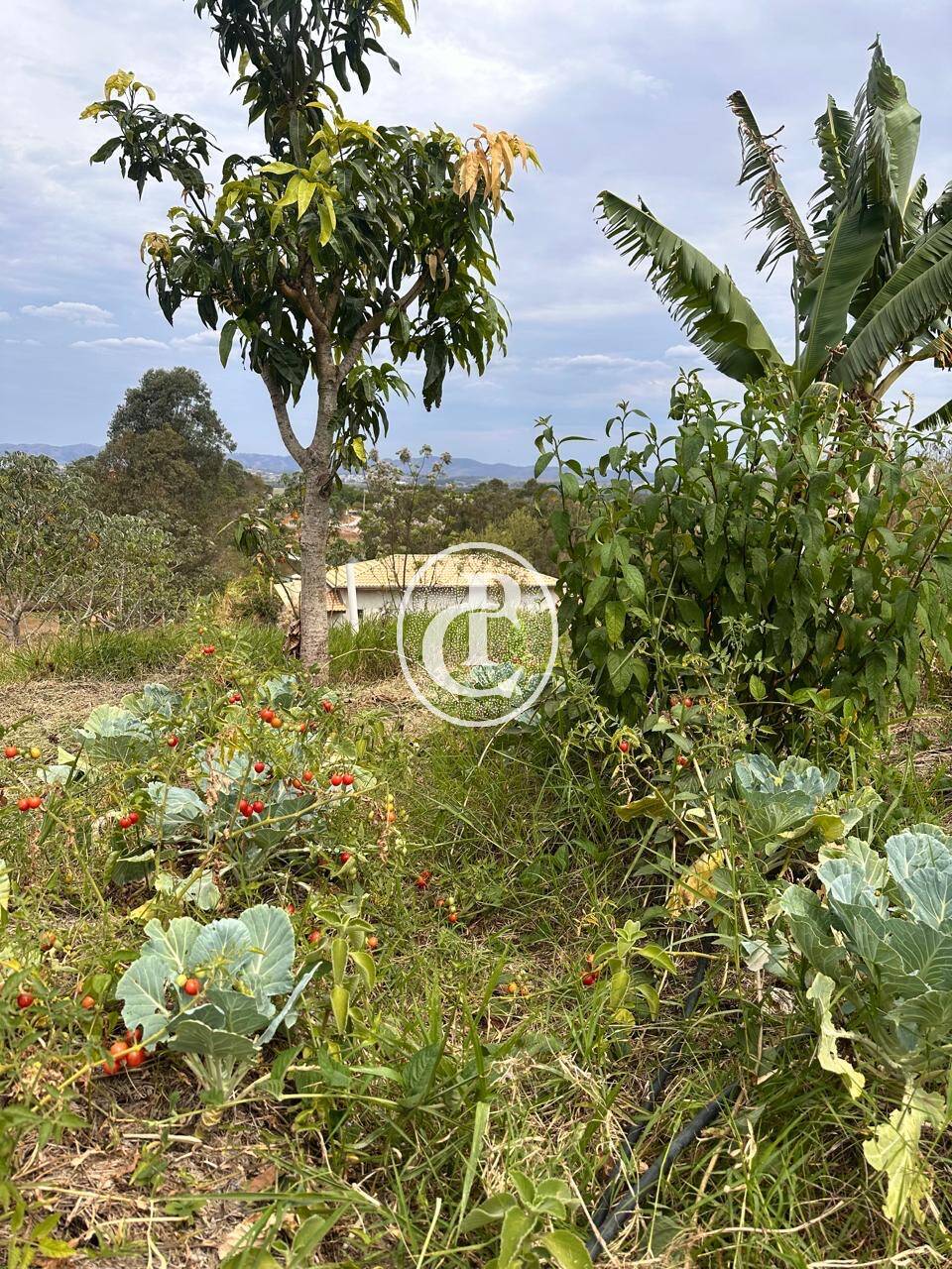 Chácara, 2 quartos, 2800 m² - Foto 25