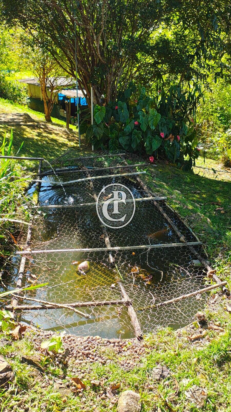 Sítio, 3 quartos, 4 hectares - Foto 9