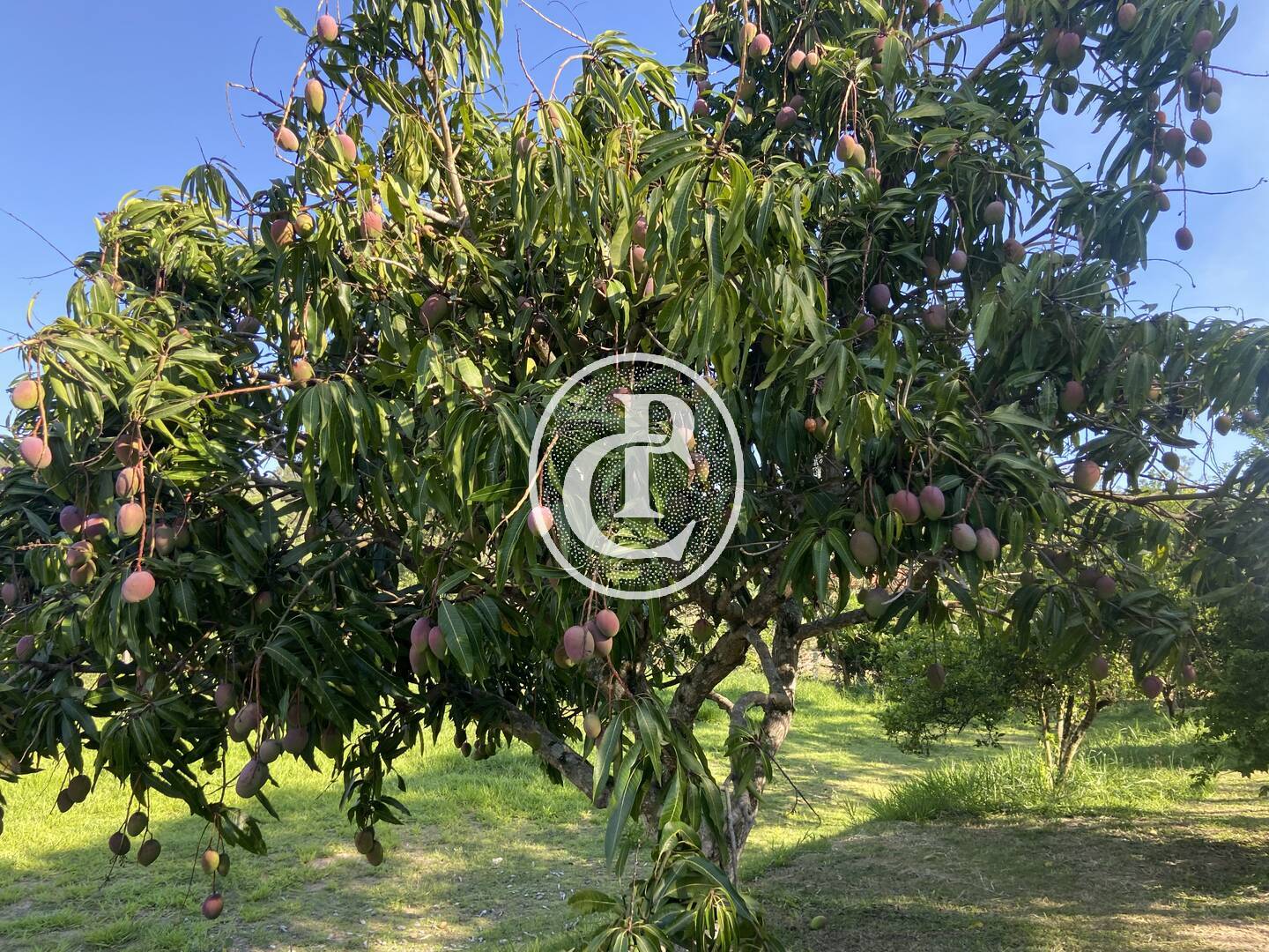 Chácara, 2 quartos, 10000 m² - Foto 18