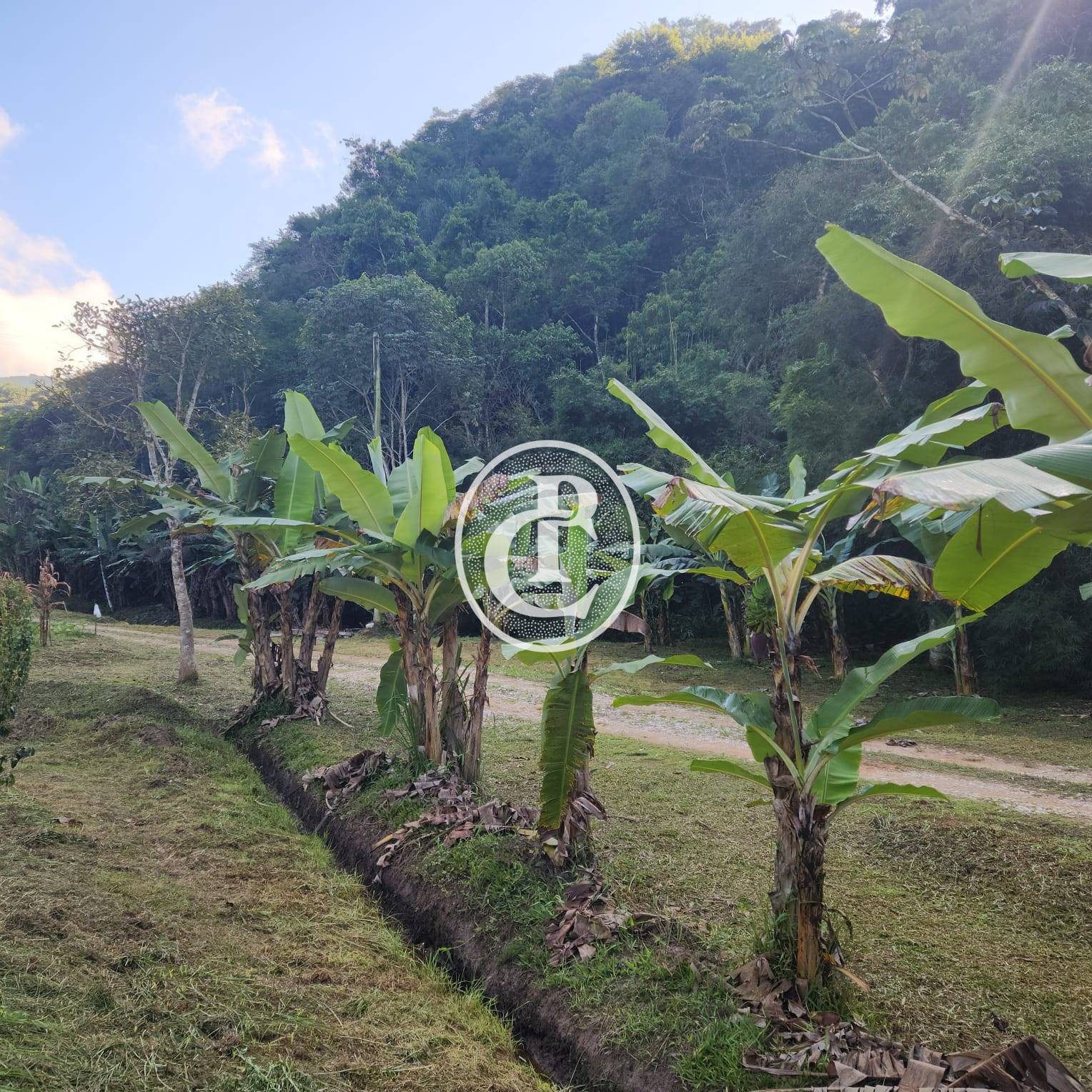 Sítio, 3 quartos, 2 hectares - Foto 3