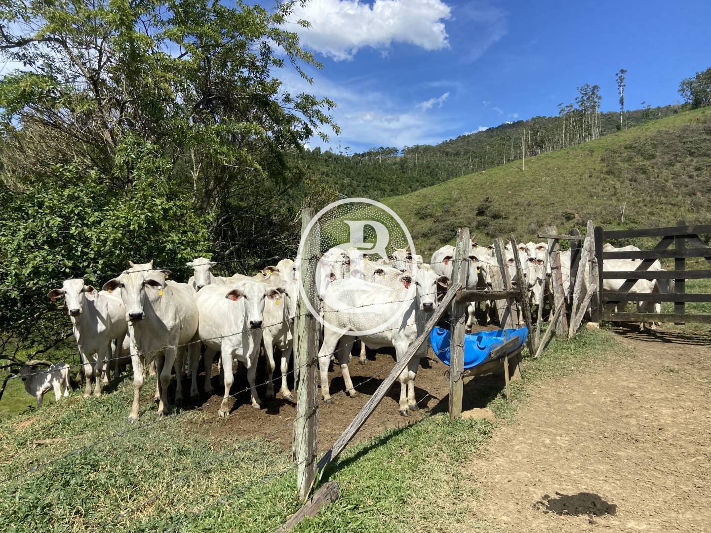 Sítio, 3 quartos, 58 hectares - Foto 4