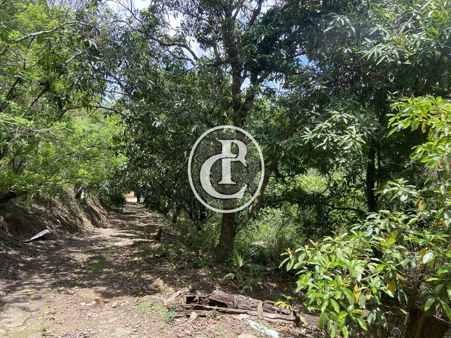 Sítio, 2 quartos, 2 hectares - Foto 3