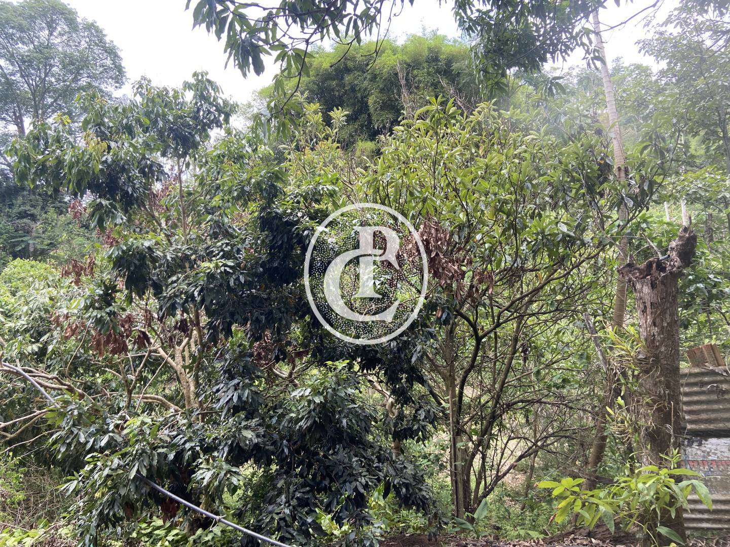 Sítio, 2 quartos, 2 hectares - Foto 18