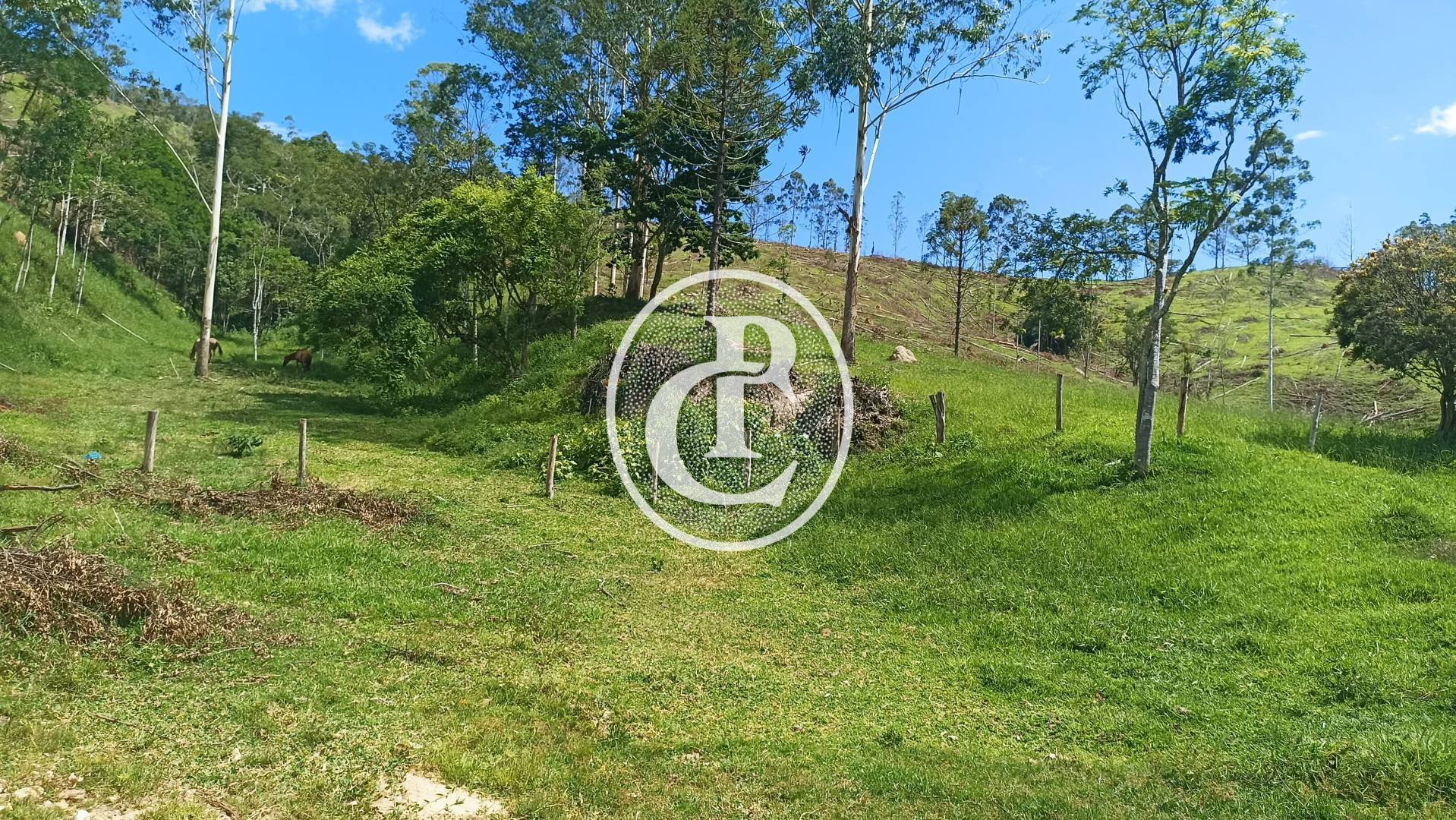 Sítio, 2 quartos, 49 hectares - Foto 4