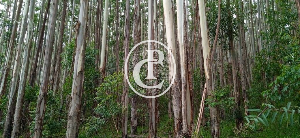 Fazenda, 500 m² - Foto 79