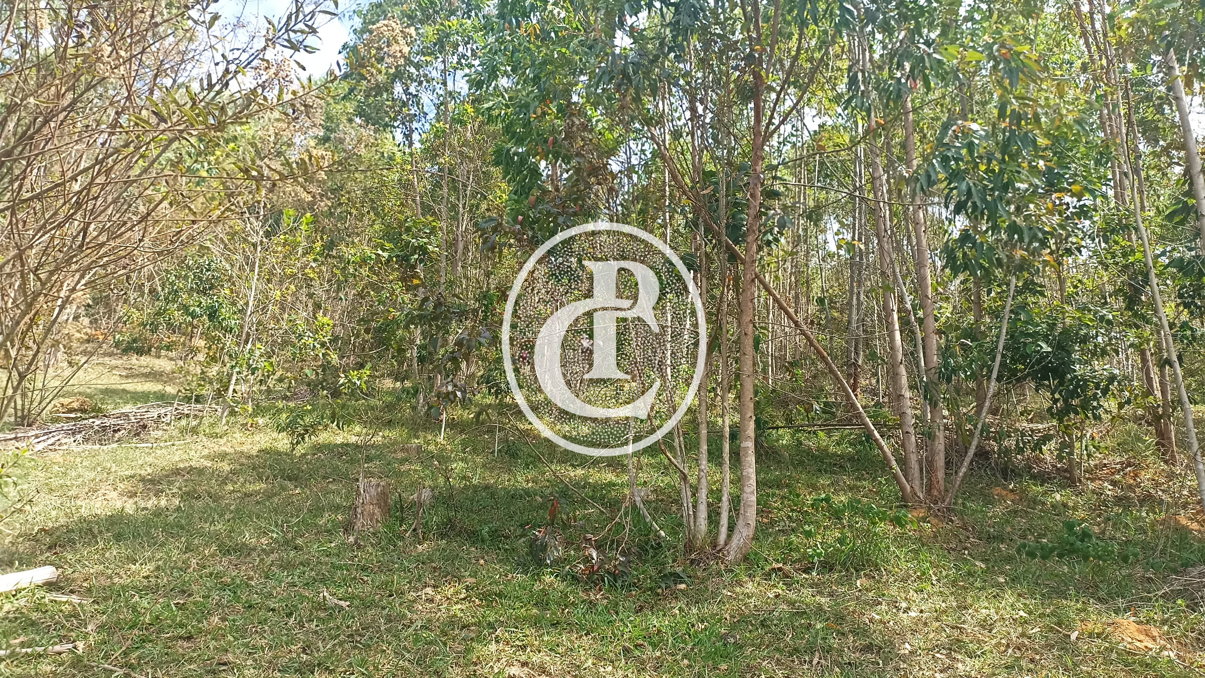 Sítio, 1 quarto, 10 hectares - Foto 15