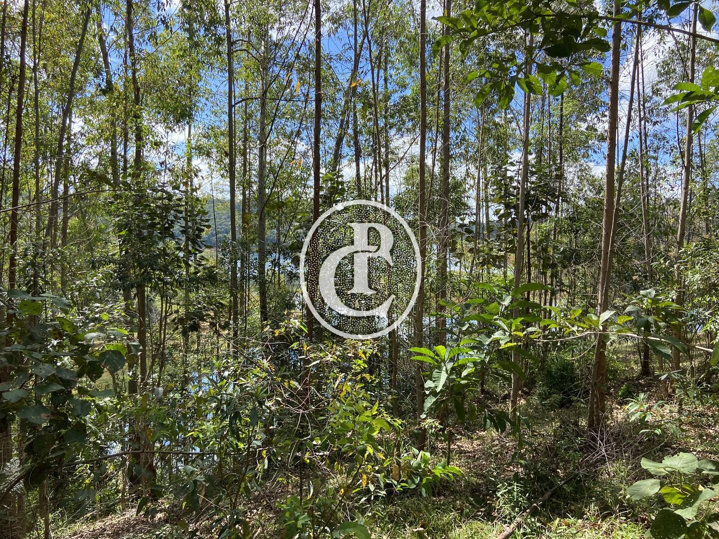 Terreno, 10 hectares - Foto 4