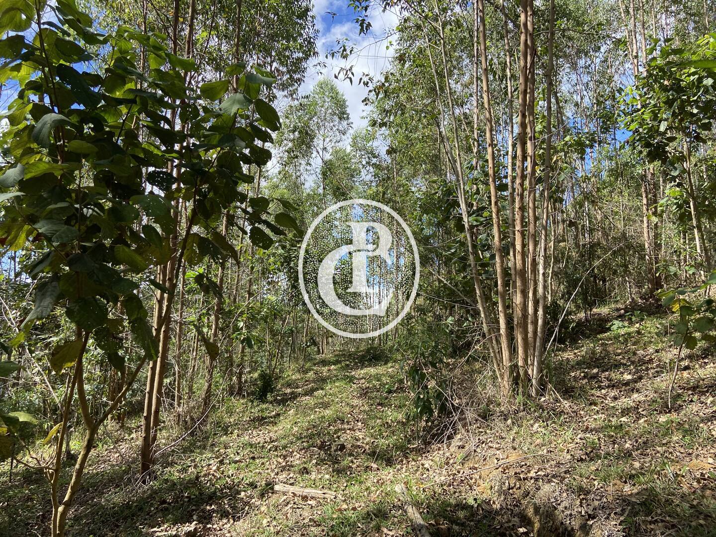 Terreno, 10 hectares - Foto 10