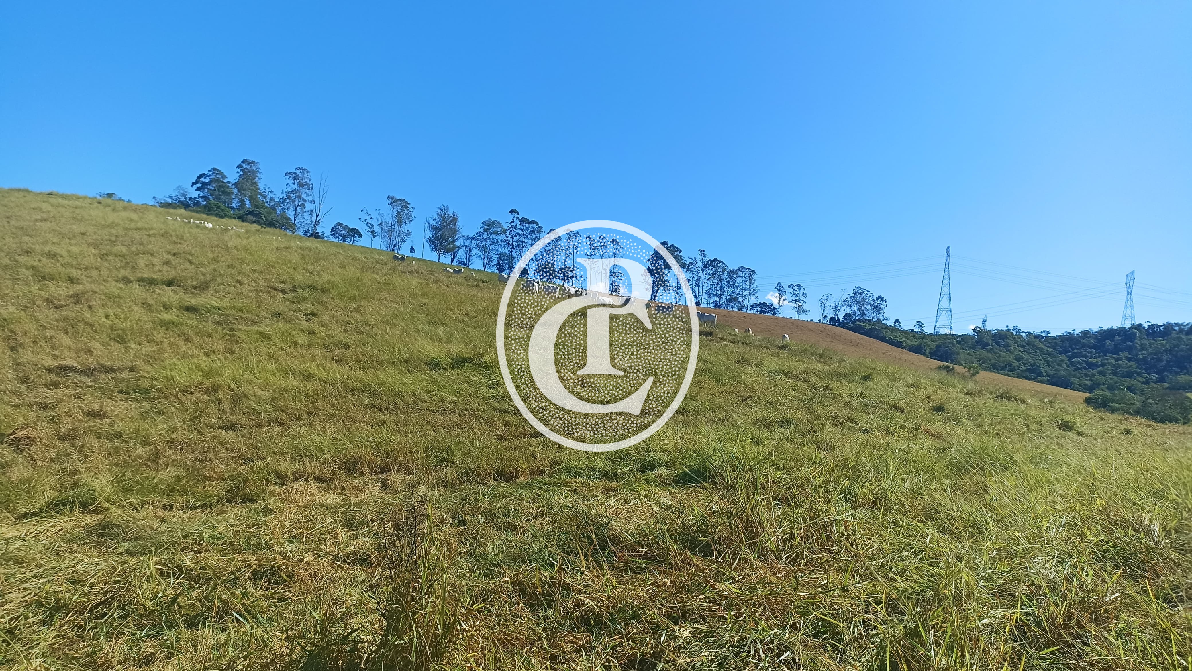 Fazenda, 247 hectares - Foto 4