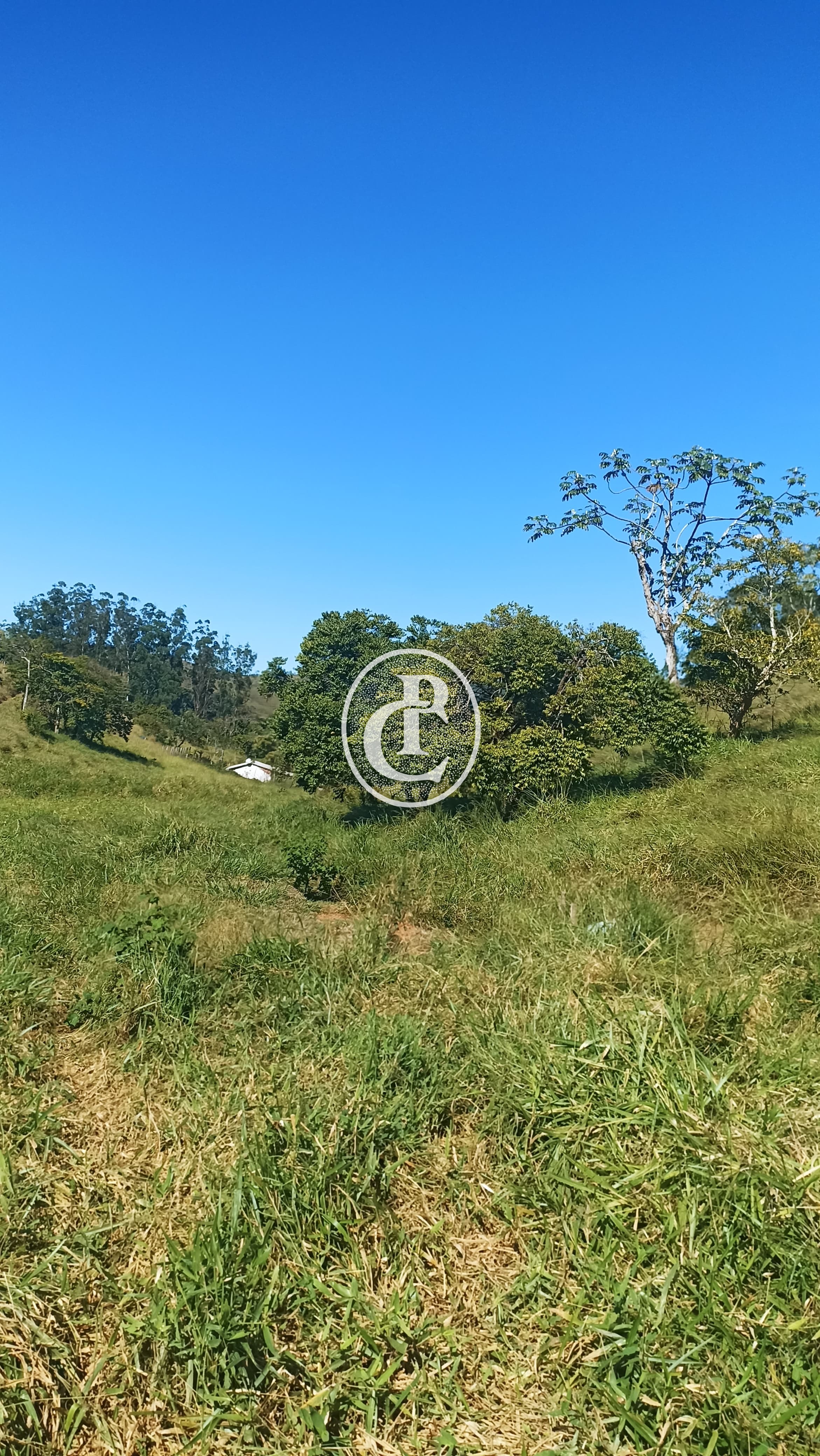 Fazenda, 247 hectares - Foto 11
