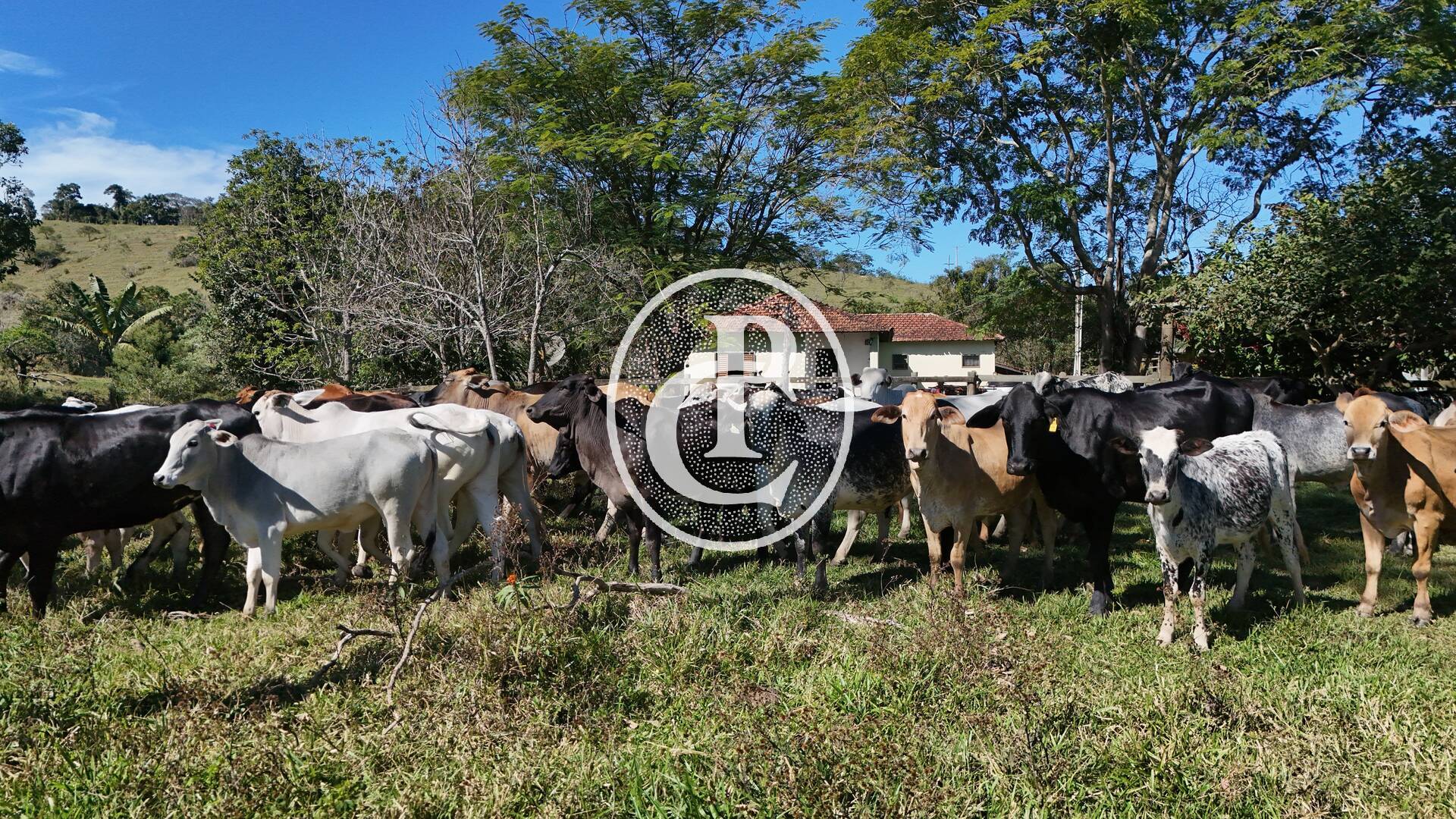 Fazenda, 8 hectares - Foto 17