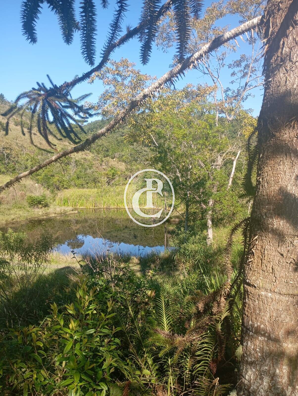 Sítio, 3 quartos, 100 m² - Foto 6