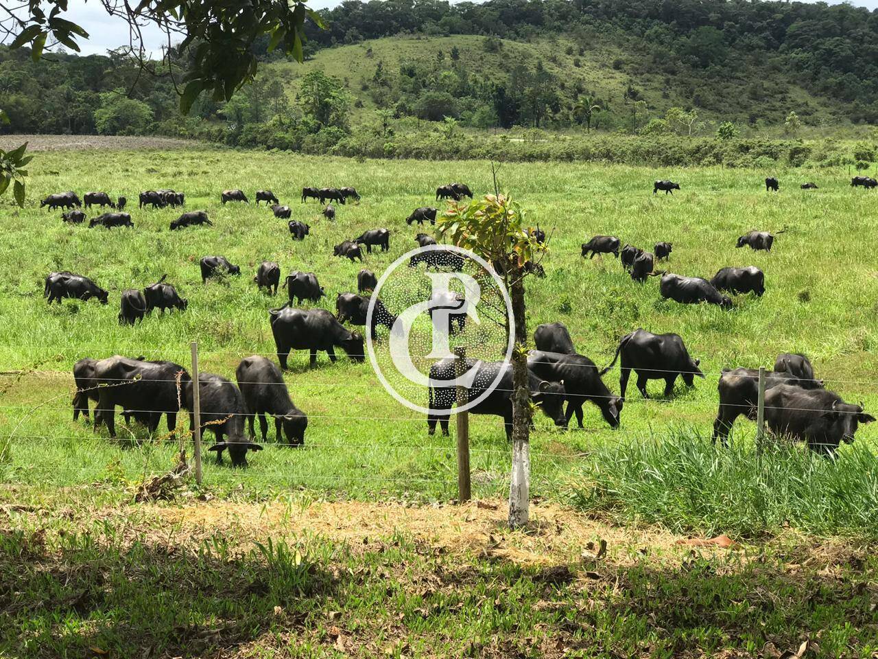 Fazenda, 436 m² - Foto 9